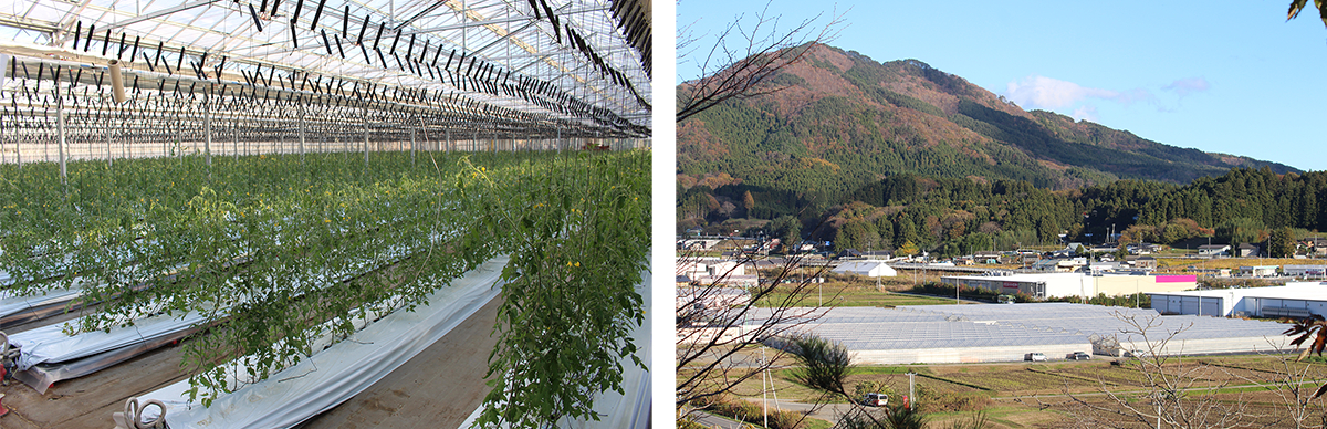 簡素な設備でも高品質なトマトが生育する陸前高田市の農場。&nbsp; &nbsp; &nbsp;メビオール 提供