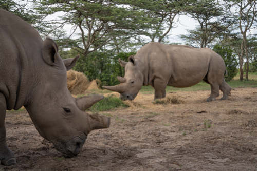 Saving the northern white rhino