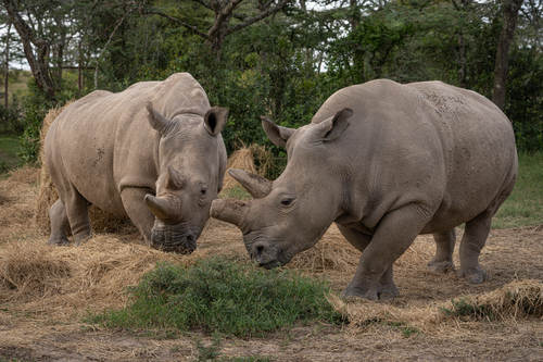 Najin and Fatu are the last two remaining northern white rhinos. &nbsp; &nbsp; Source: Osaka University