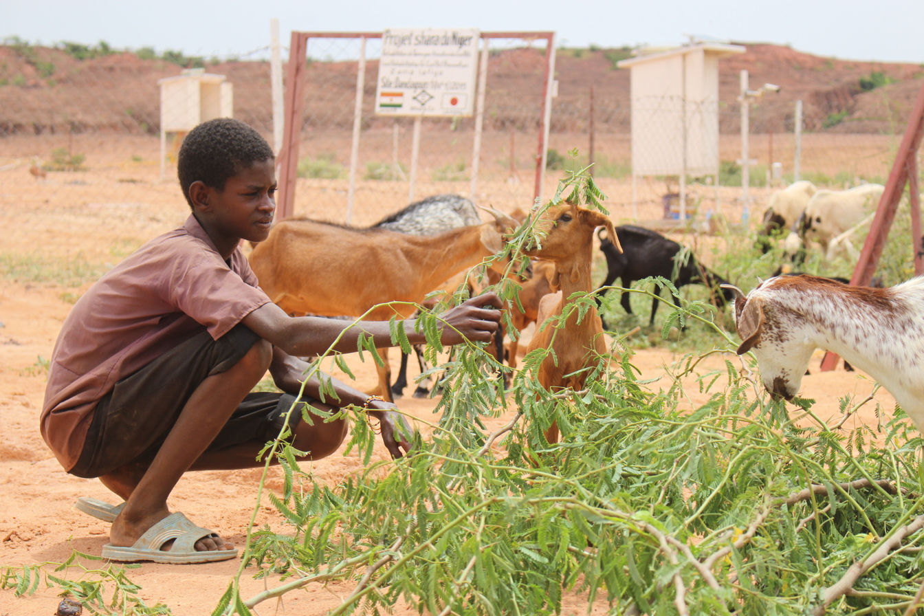 Greening the desert with trash