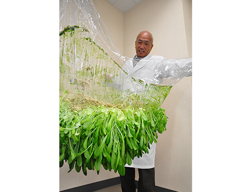 Mebiol founder and director Yuichi Mori stands beside plants growing on a sheet of Imec.&nbsp; &nbsp; &nbsp;Source: Mebiol