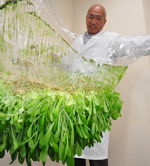 Japanese company develops revolutionary sustainable agro-technology for challenging farming environments