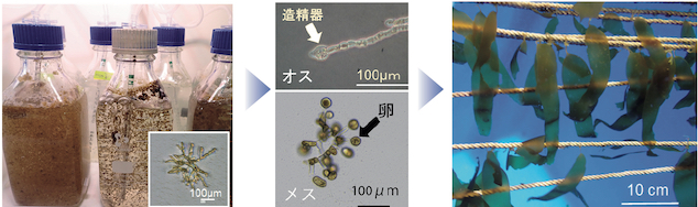 フリー配偶体によるカジメの種苗生産の様子&nbsp; &nbsp; &nbsp;鹿島 提供