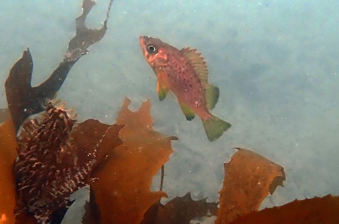 アラメのそばに生育するメバルの稚魚&nbsp; &nbsp; &nbsp;鹿島 提供