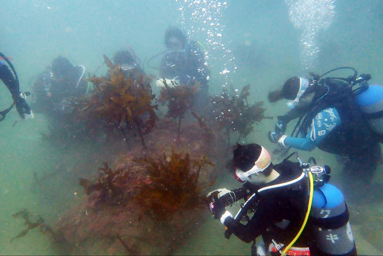 カジメの再生をモニタリングする様子&nbsp; &nbsp; &nbsp;鹿島 提供