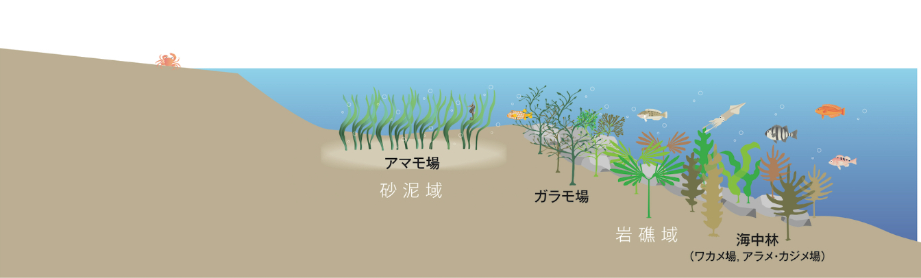 Large seaweeds and sea grasses store carbon in a similar way to plants and trees on land. &nbsp; &nbsp;Source: Kajima Corp.