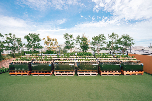 Agriko Farm is one of very few rooftop aquaponics farms in the world.&nbsp; &nbsp; &nbsp;Source: Agriko