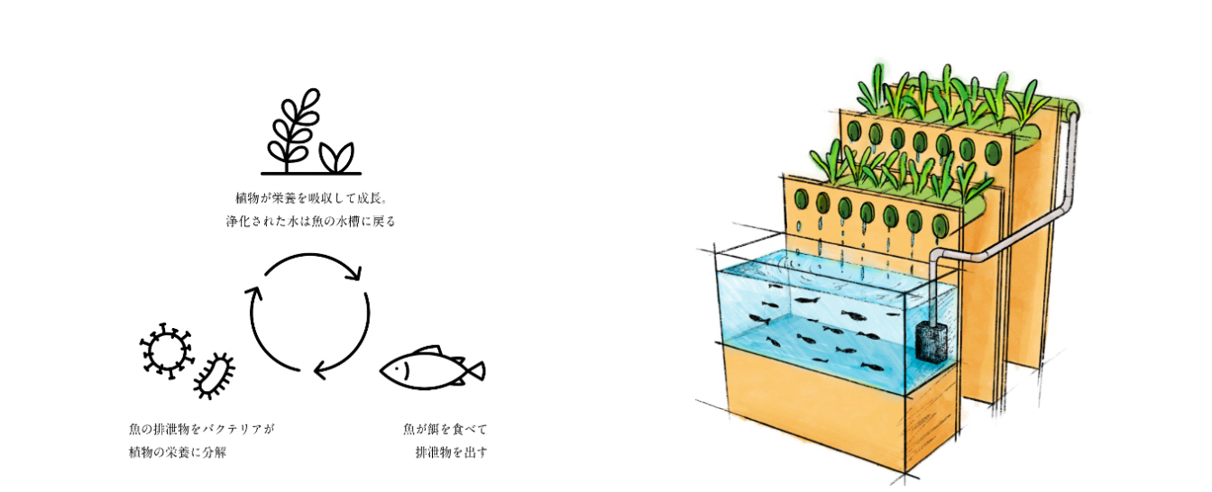 アクアポニックスの循環イメージ。植物と魚が互いに支え合って生まれる環境は「小さな地球」にもたとえられる。&nbsp; &nbsp; &nbsp;AGRIKO提供