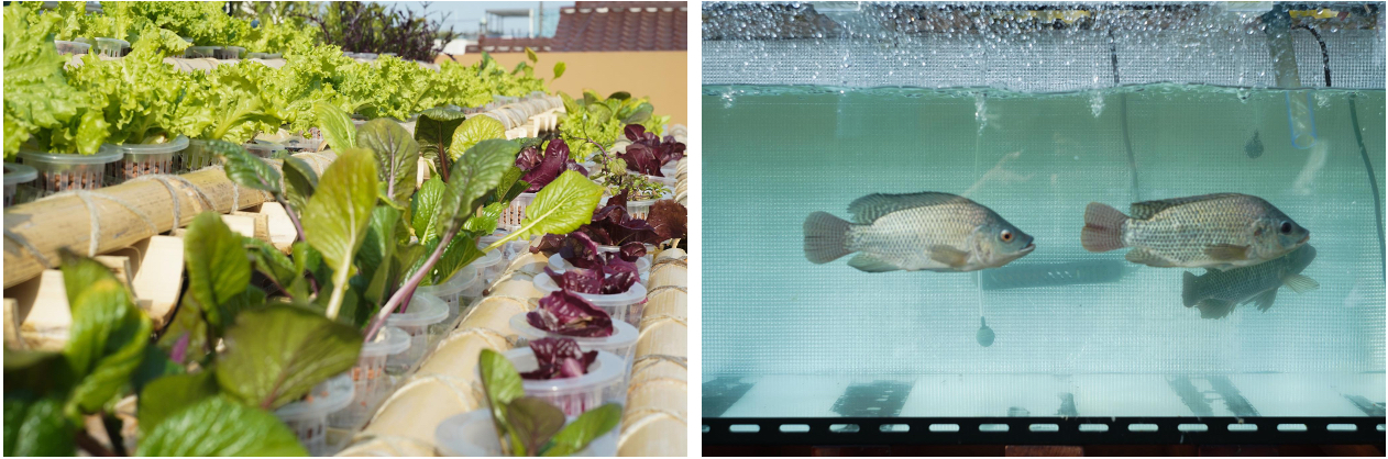 アクアポニックスは魚と野菜どちらも同時に育てられることが魅力。魚の食べたエサの残りや排泄物は、バクテリアが分解すると植物の栄養になり、植物が栄養を吸収することで水が浄化されキレイな水が水槽に戻る。&nbsp; &nbsp; &nbsp;AGRIKO提供