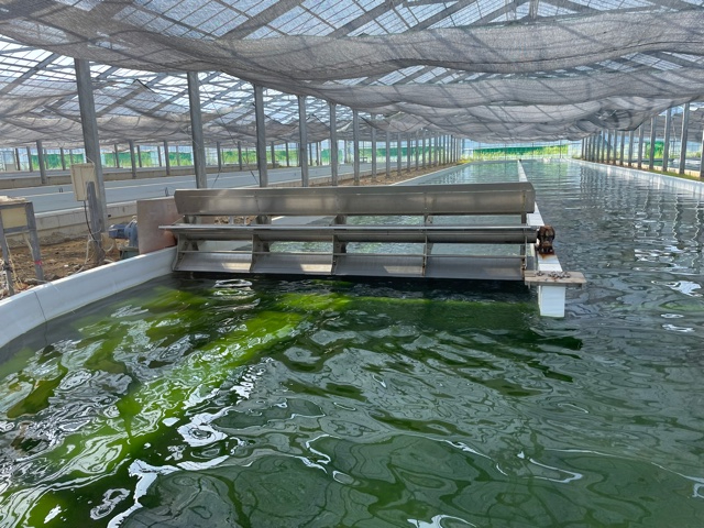 Nannochloropsis algae cultivation at a site near the sea in Ishinomaki.&nbsp; &nbsp; &nbsp;Source: Ebis Algae