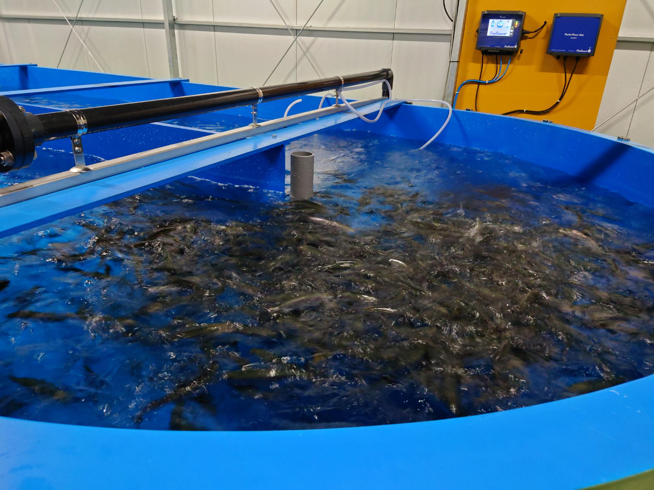 Young sockeye salmon being reared  inside tanks at the RAS plant in Fukushima Prefecture. &nbsp; &nbsp; Source: NTT East