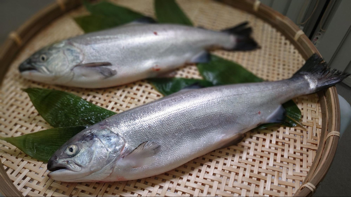 Farmed sockeye salmon grow faster to reach a size of about 50 cm and 1.2 kg.&nbsp; &nbsp; &nbsp;NTT East