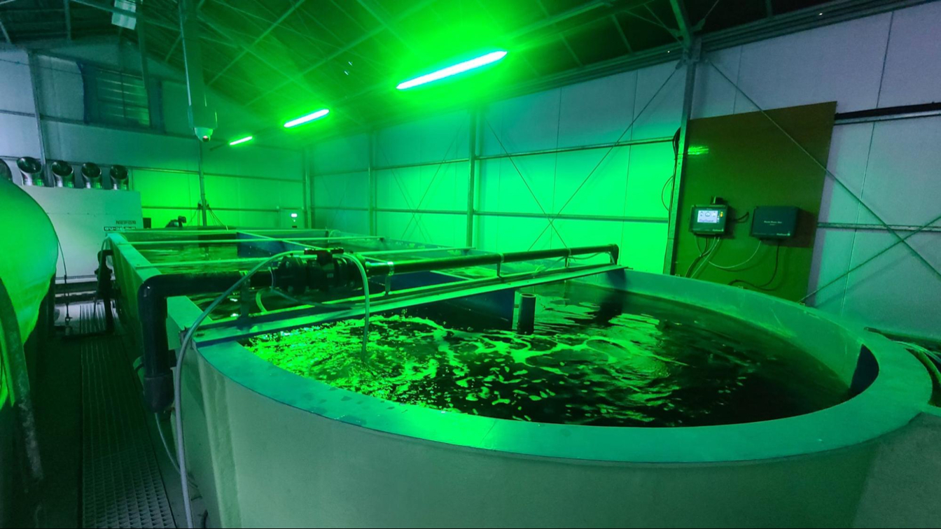 Photo shows one of the aquaculture tanks inside the Fukushima facility. By filtering and recycling the water used, waste is avoided. &nbsp; &nbsp; Source: NTT East