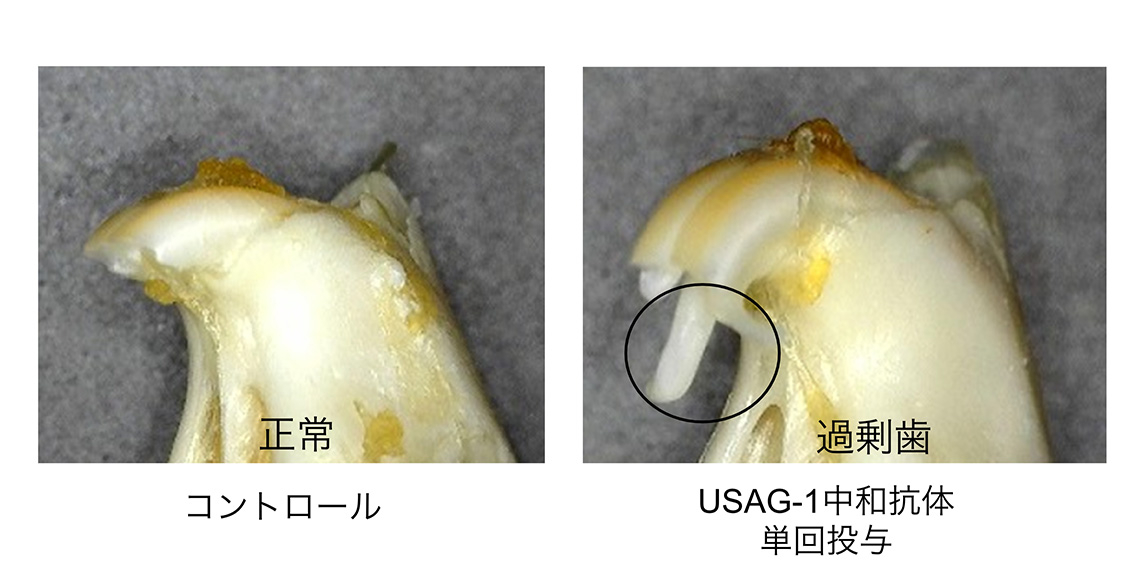 野生型マウスに歯を生やす抗体&nbsp; &nbsp; &nbsp;トレジェムバイオファーマー提供