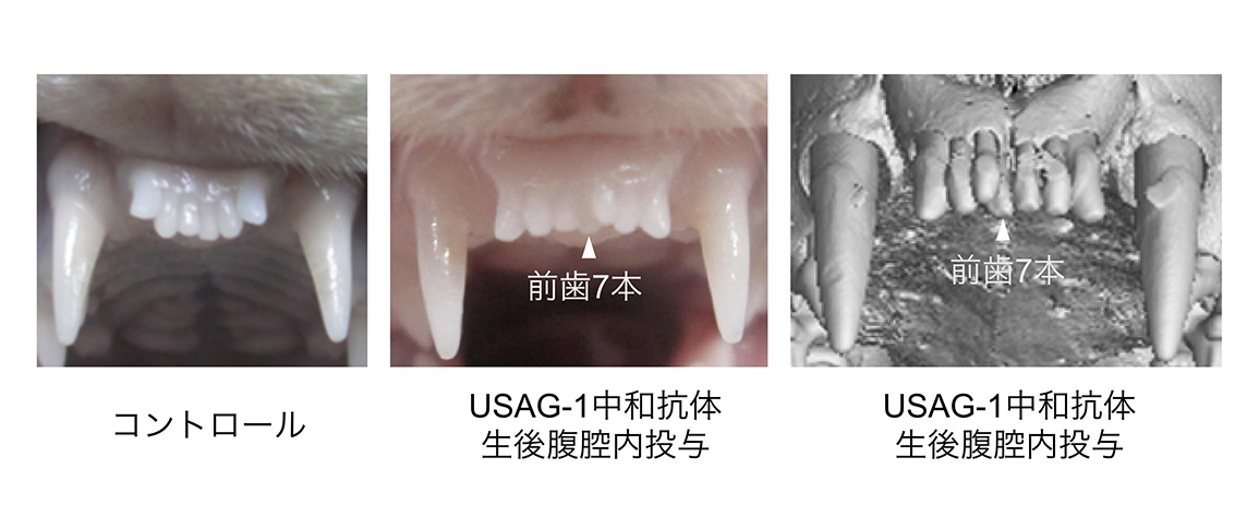 フェレットにおける第3生歯の誘導&nbsp; &nbsp; &nbsp;トレジェムバイオファーマー提供