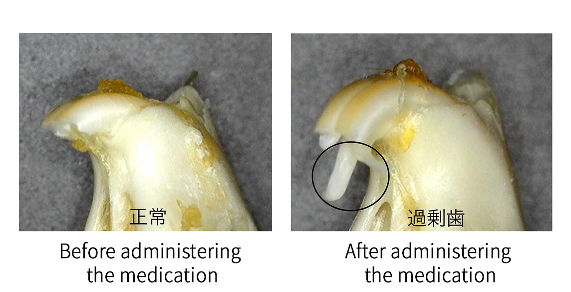 Images show how antibodies grow teeth in wild mice. Circled at right are extra teeth produced by a single dose of the USAG-1 neutralizing antibody.&nbsp; &nbsp; &nbsp;Source: Toregem Bio Pharma Co.