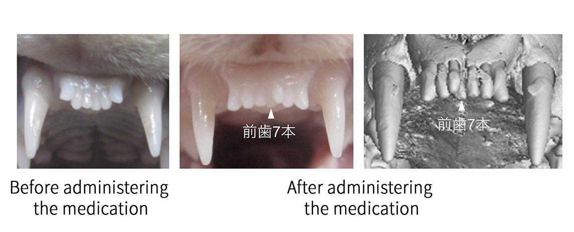 Photos show the induction of the third set of primary teeth in ferrets, with the intraperitoneal administration of the USAG-1 neutralizing antibody after birth (center) and postnatal intraperitoneal administration (right), resulting in an extra tooth. The photo at left shows the control group.&nbsp; &nbsp; &nbsp;Source: Toregem Bio Pharma Co.