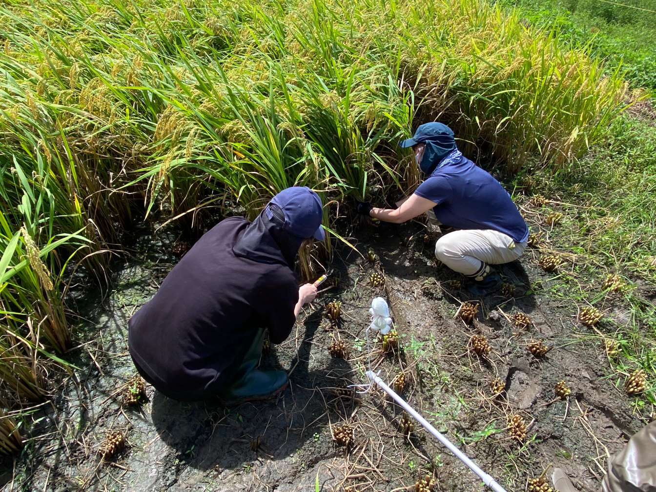 Rice as a source of biomass resin. &nbsp; &nbsp; Source: Biomass Resin Holdings<br>