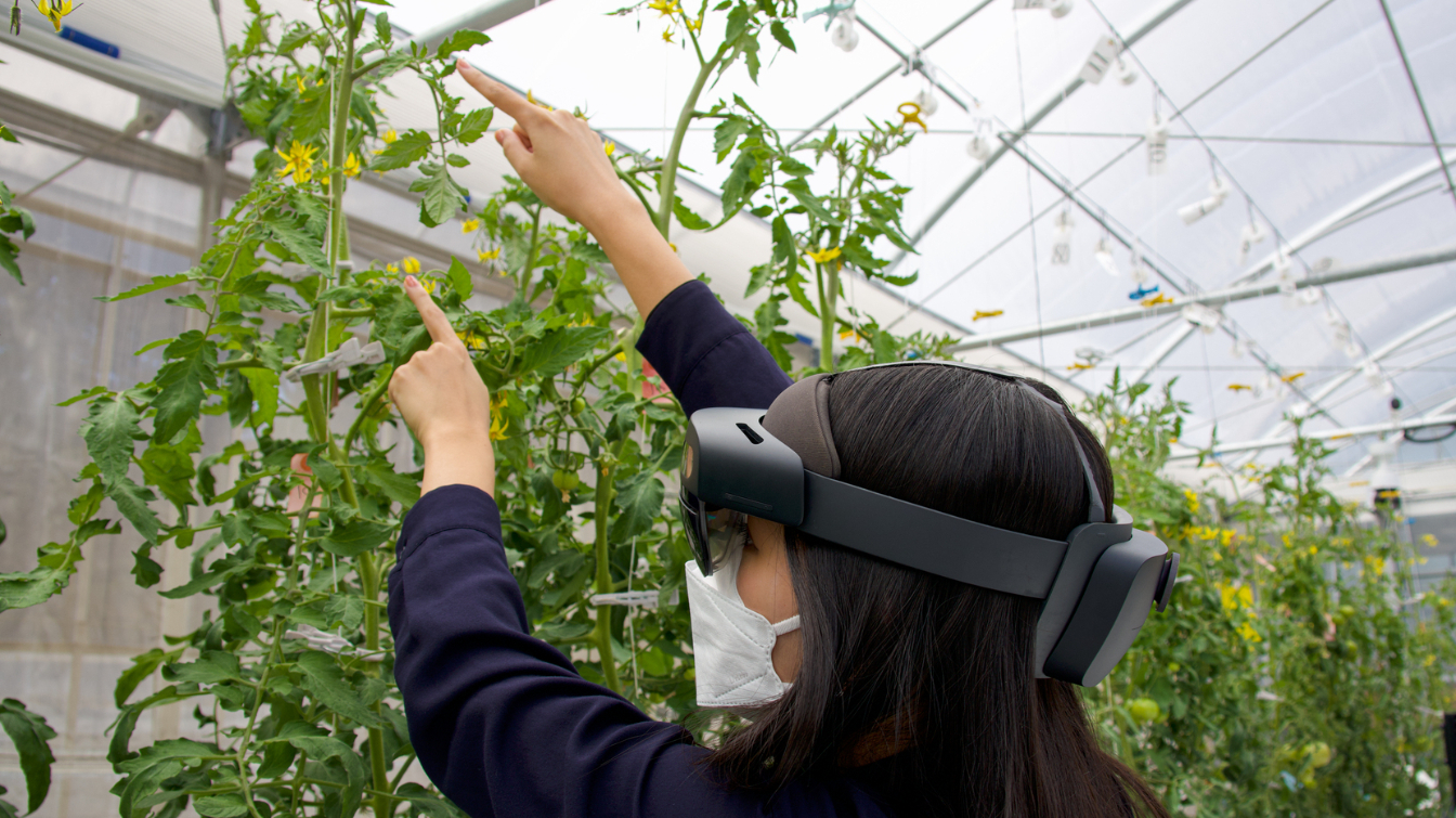 Smart glasses that can be used to measure the length of the stalks.&nbsp; &nbsp; &nbsp;Photo by Emi Takahata