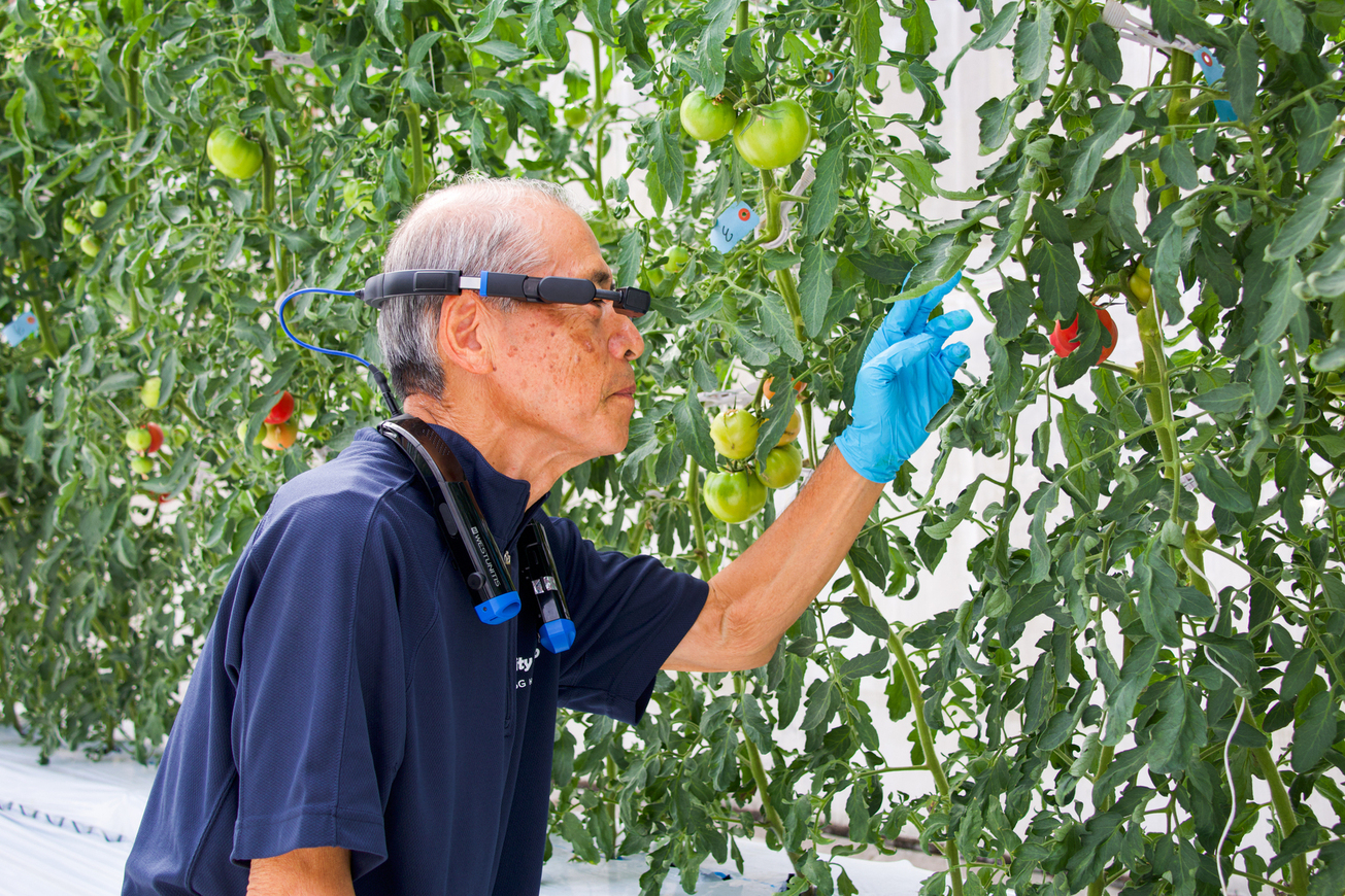 Cameras on glasses for an up close look at the plants.&nbsp; &nbsp; &nbsp;Photo by Emi Takahata