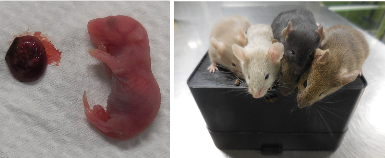 One of the One of the newborn baby mice&nbsp;from two male mice (left) and the grown-up mice (right)&nbsp; &nbsp; &nbsp;Source: Osaka University