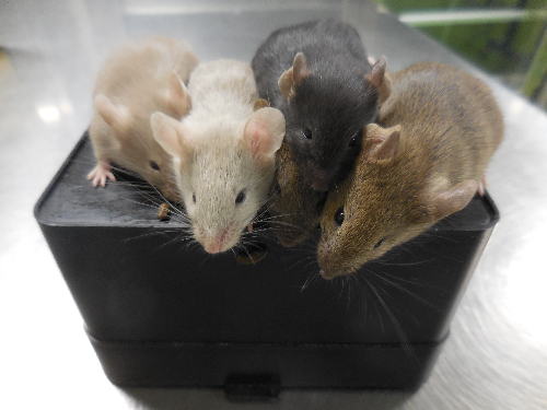 Researchers produce baby mice from the cells of two male parents