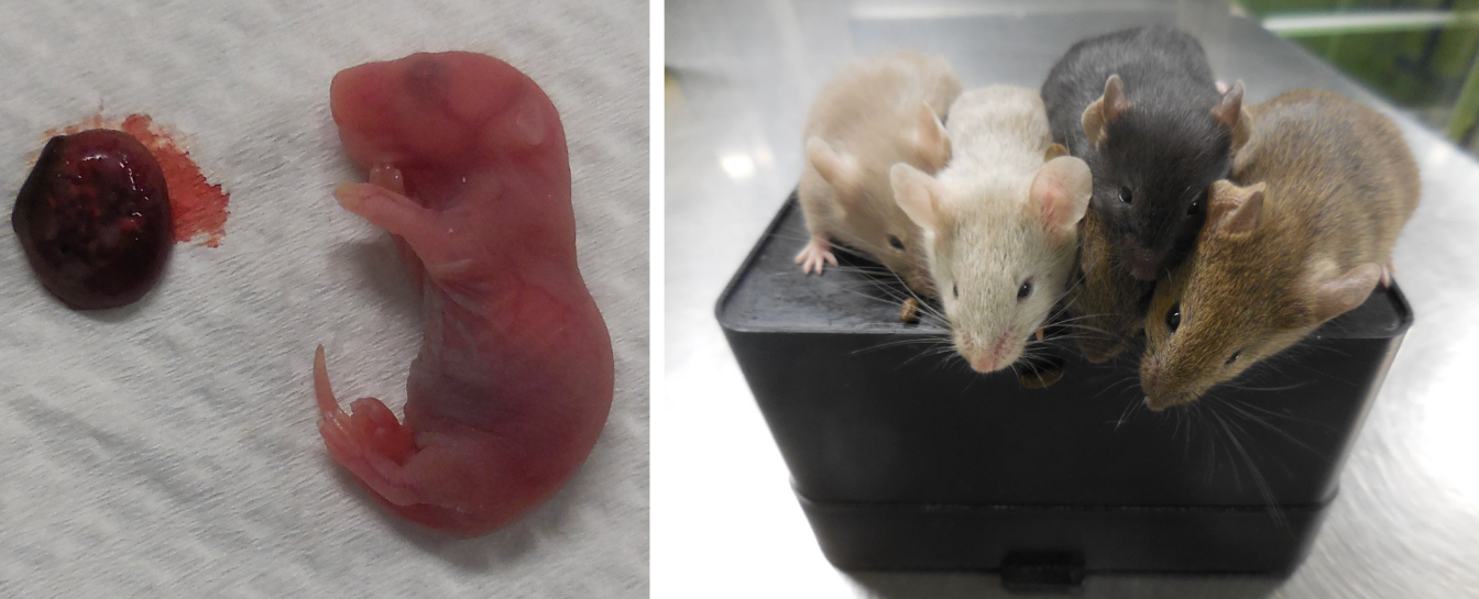 ２匹のオスのマウスから誕生した生後間もない子マウスの１匹（左）と成長した様子（右）　   大阪大学提供