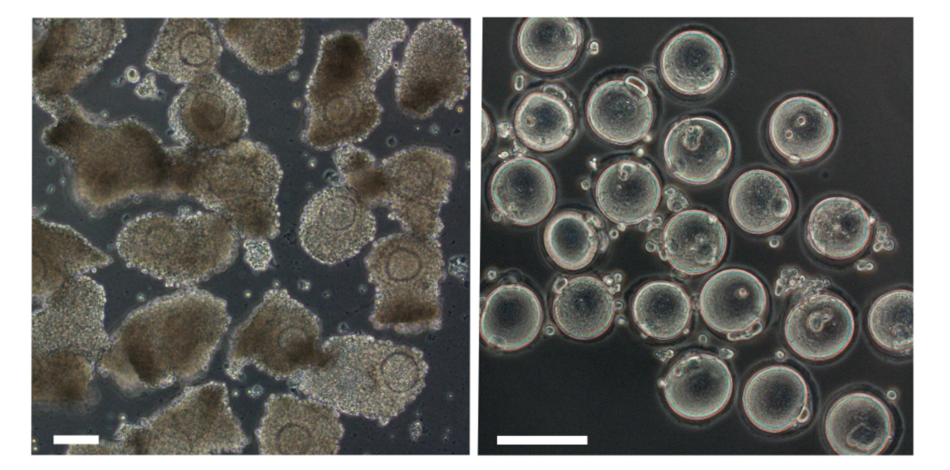 Oocyte (left, pre-egg) and egg (right) made from male tail cells.&nbsp; &nbsp; &nbsp;Source: Osaka University