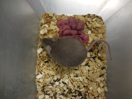 Mice (females) born from two males, mated and gave birth after it grew up.&nbsp; &nbsp; &nbsp;Source: Osaka University