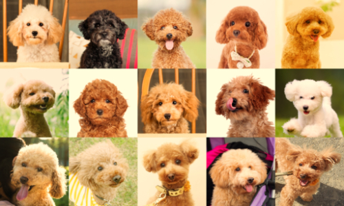 Petcare AI: Predicting pet health through facial recognition 