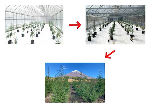 &nbsp;The tree growth process from sapling to mature tree (photo)&nbsp; &nbsp; &nbsp;Source:Nippon Paper Industries