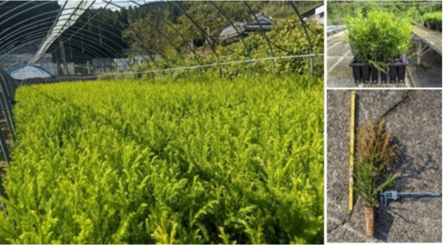 Trees to be grown in plastic greenhouses&nbsp; &nbsp; &nbsp; Source:Nippon Paper Industries