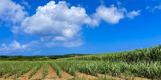 EFポリマーを使って栽培した沖縄県北大東島のサトウキビ畑。     EF Polymer 提供