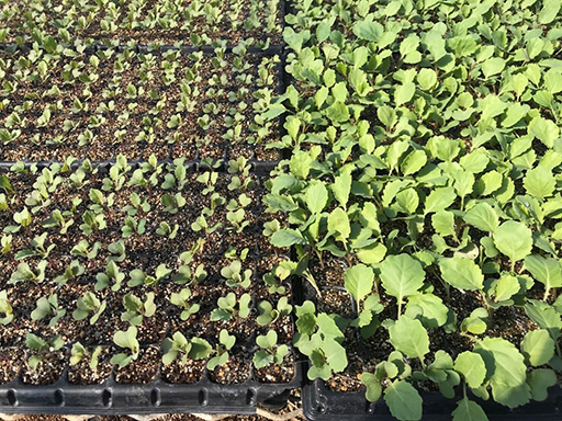 Seedlings grown with the polymer (right) and without (left.) The difference is dramatic. Source: EF Polymer