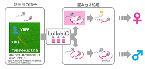 豚の精液に受容体と結合する試薬を投入すると、X精子とY精子が分離する。&nbsp; &nbsp; &nbsp;ルラビオ提供