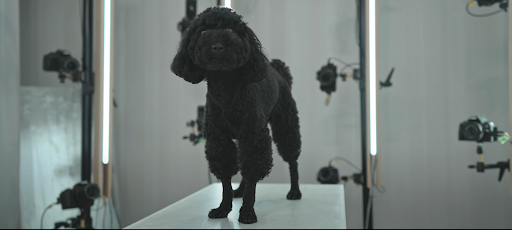 A dog being scanned by the 360-degree photo system.&nbsp; &nbsp; &nbsp;Source: Sasuke Tokyo