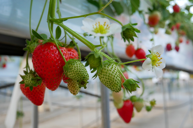 A strawberry variety produced using Culta’s speed-breeding technology. Source: Culta (Same below)