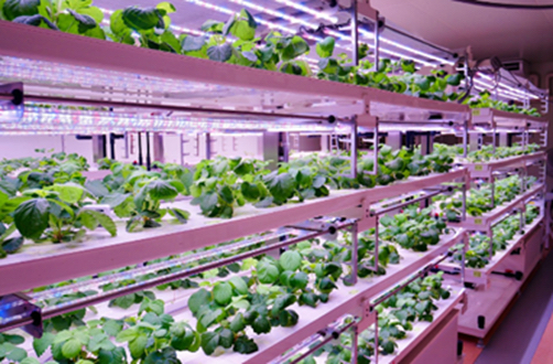 Strawberries growing in a “plant factory.”