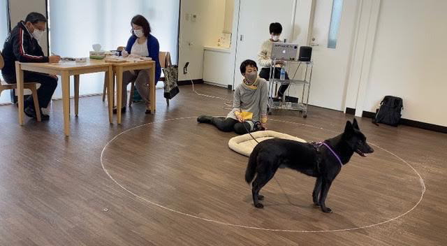 Playing music to a dog during an experiment. 