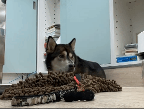 A dog listening to music