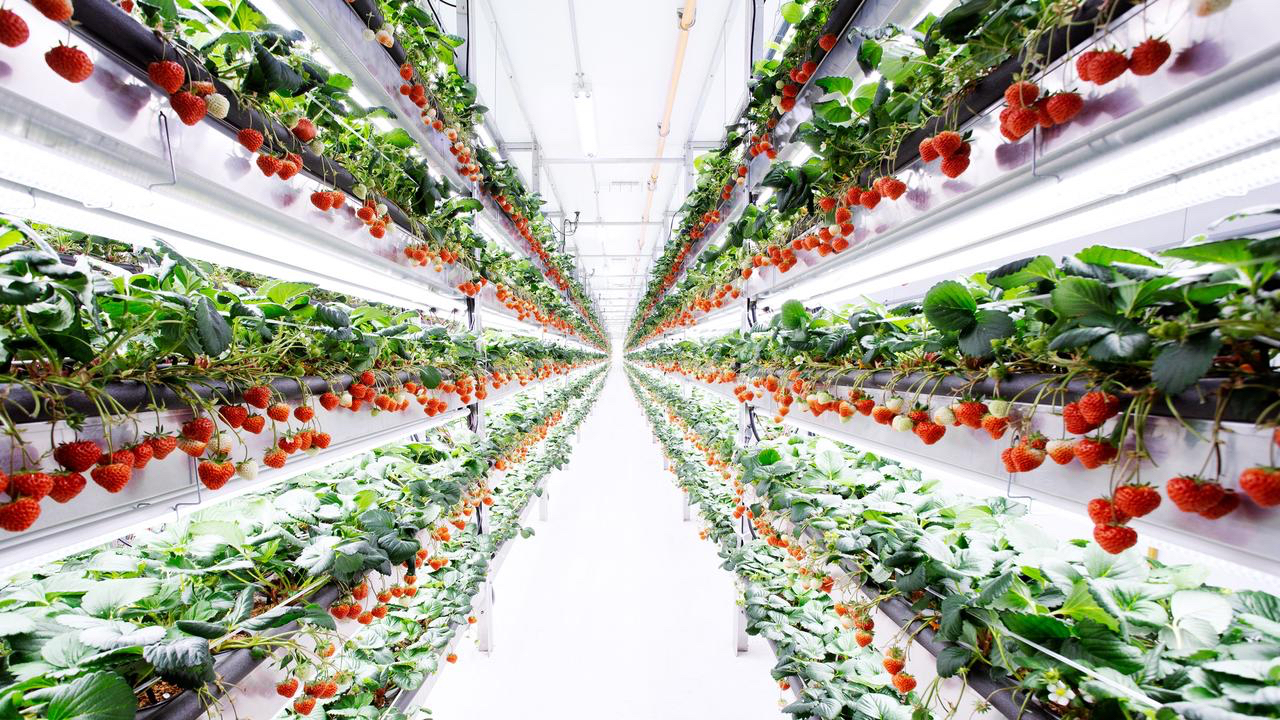 Vertical farming strawberry plants at Oishii Farm &nbsp; &nbsp; &nbsp; &nbsp;Photo: Courtesy of Oishii Farm&nbsp;