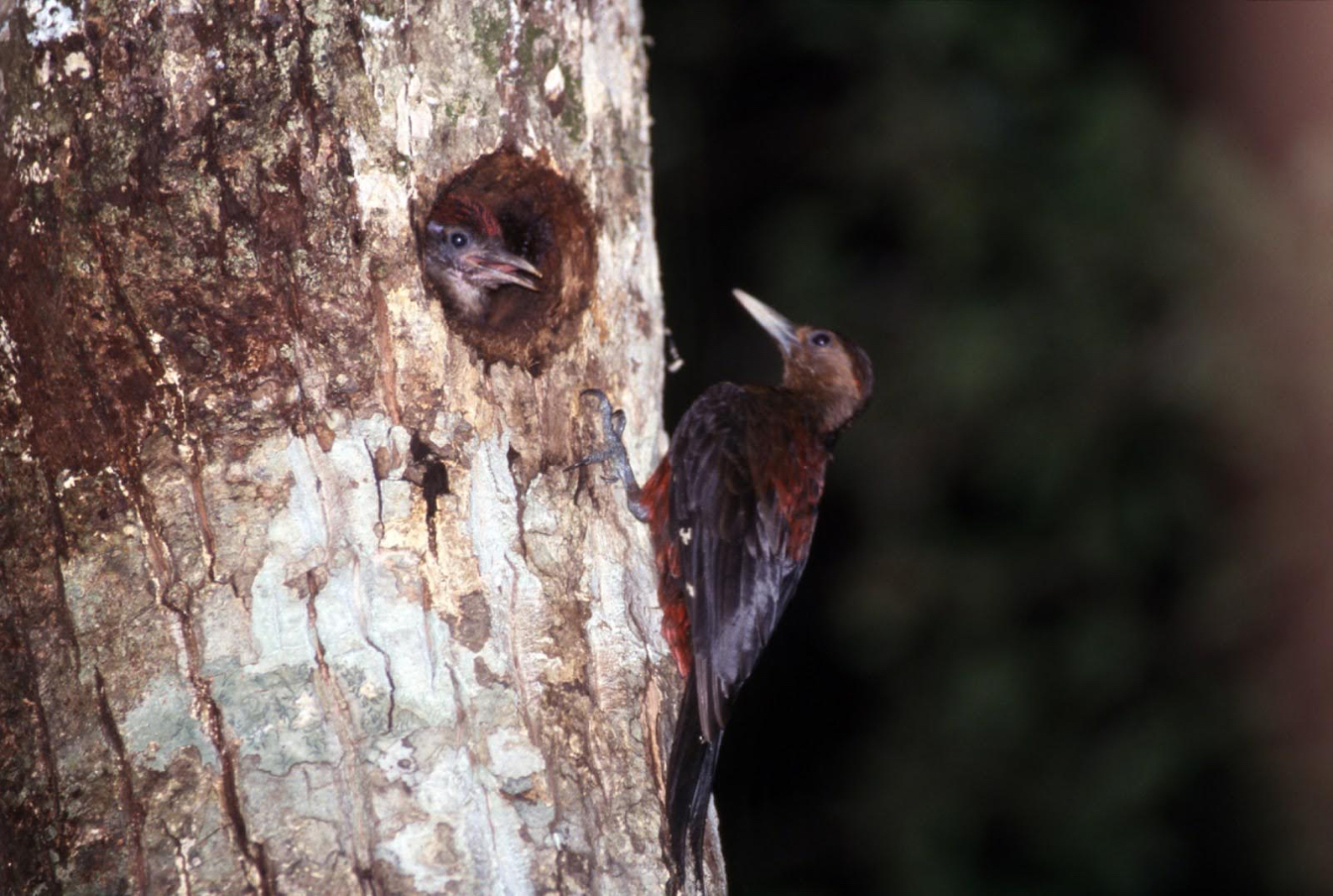 やんばる地域だけに生息するキツツキ「ノグチゲラ」 提供:©沖縄観光コンベンションビューロー