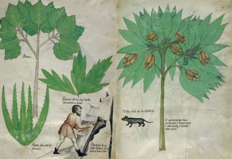 Medieval-Herb-History-8