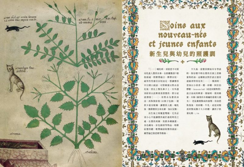 Medieval-Herb-History-11