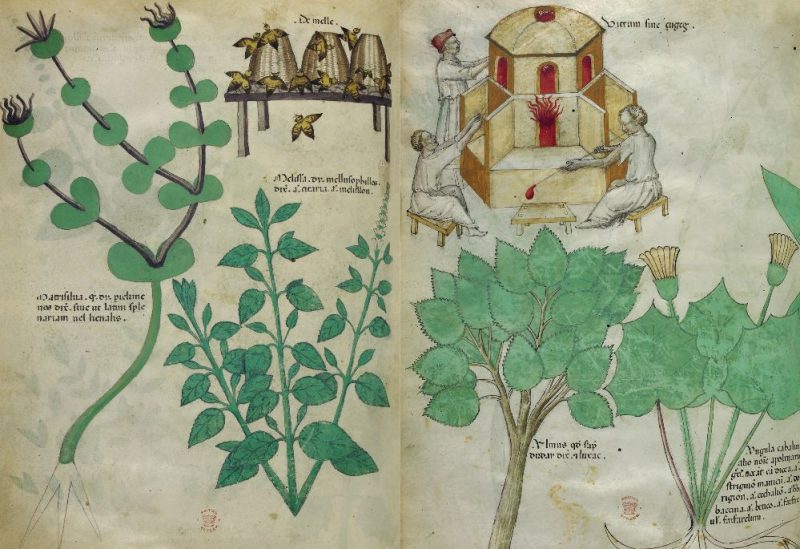 Medieval-Herb-History-4