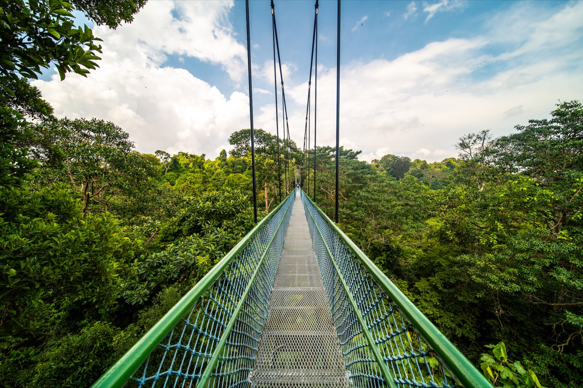 TreeTop Walk