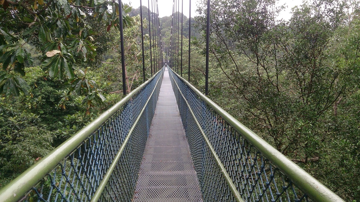 HSBC TreeTop Walk
