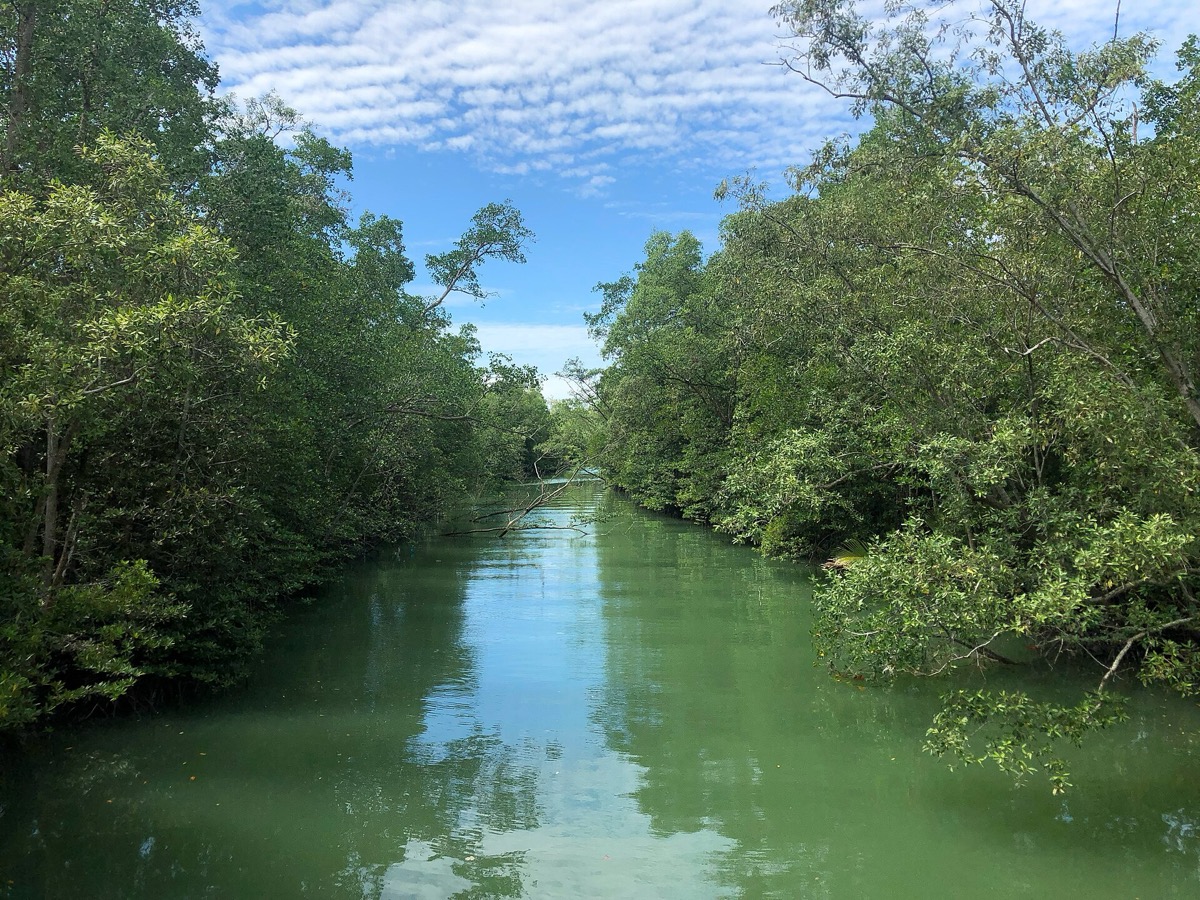 The Pasir Ris Park mangrove boardwalk and birdwatching tower