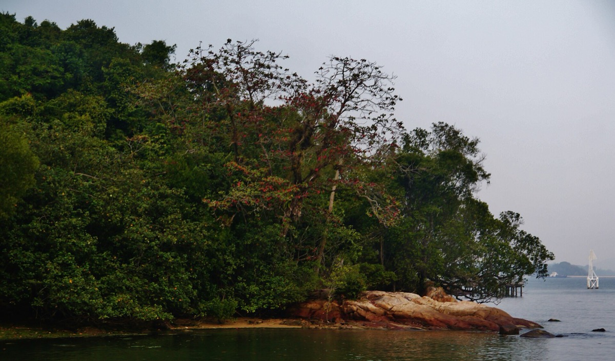 Chek Jawa Wetlands, Pulau Ubin