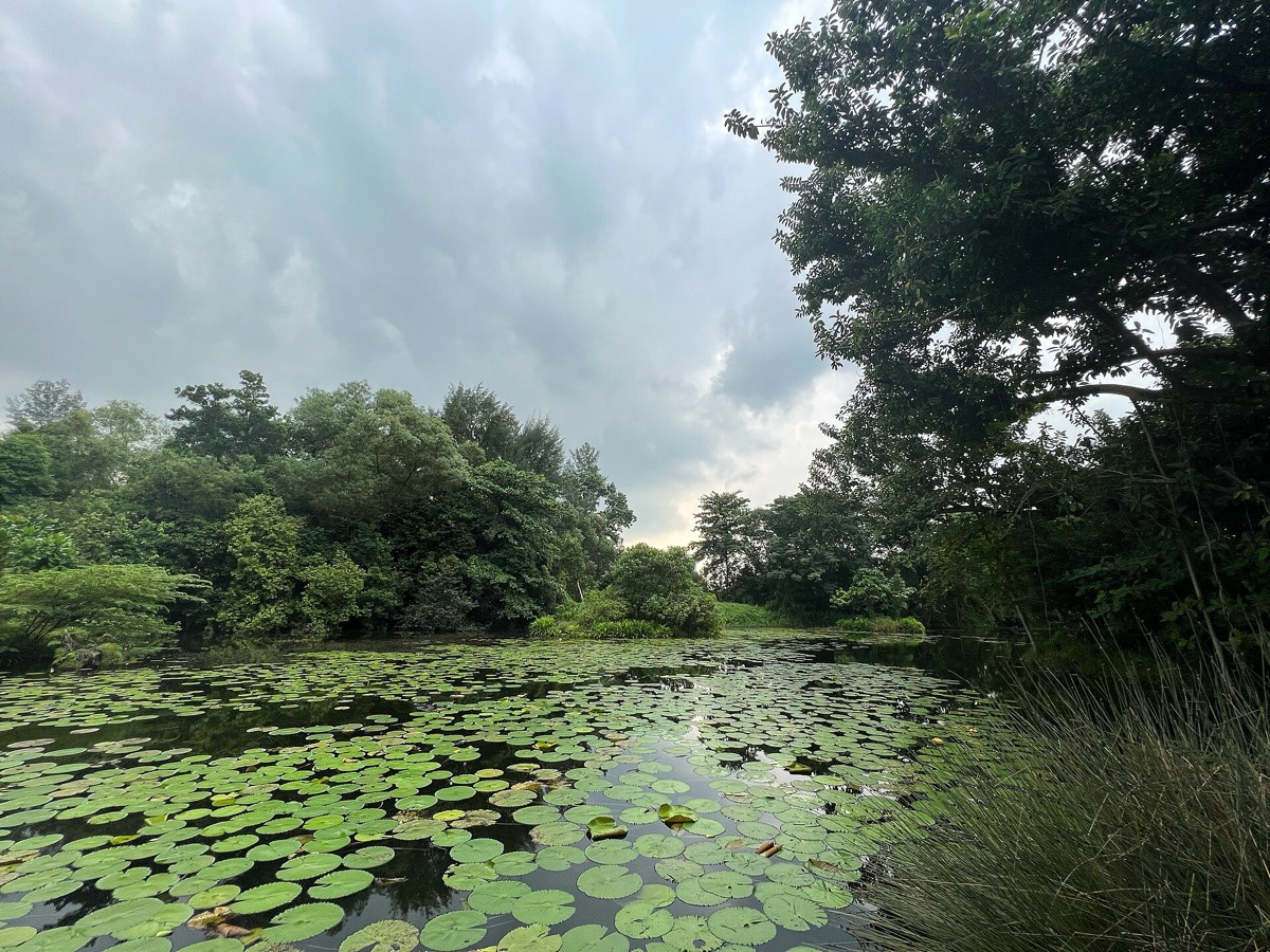 Hampstead Wetlands Park